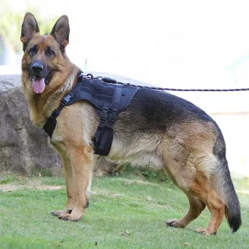 Waterproof Tactical Dog Harness: Adjustable Vest Fit